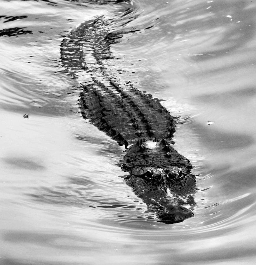 Swimming Gator Photograph