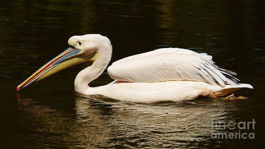 Swimming Pink Pelican Photograph