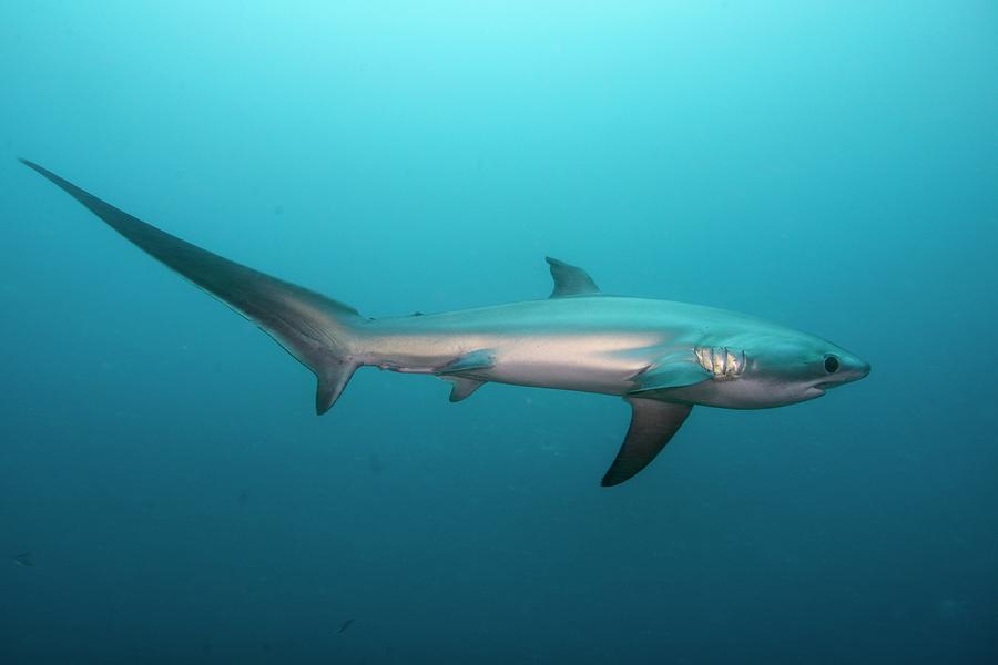 Sharks Photograph - Swimming Thresher Shark #1 by Scubazoo