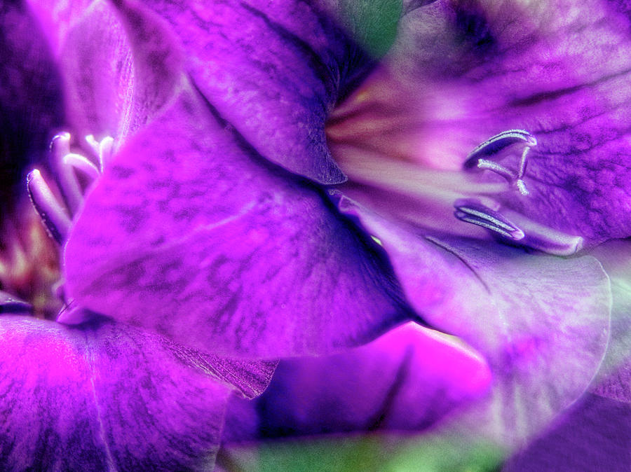 Sword Lily (gladiolus Hybrid) por Maria Mosolova/science Photo Library