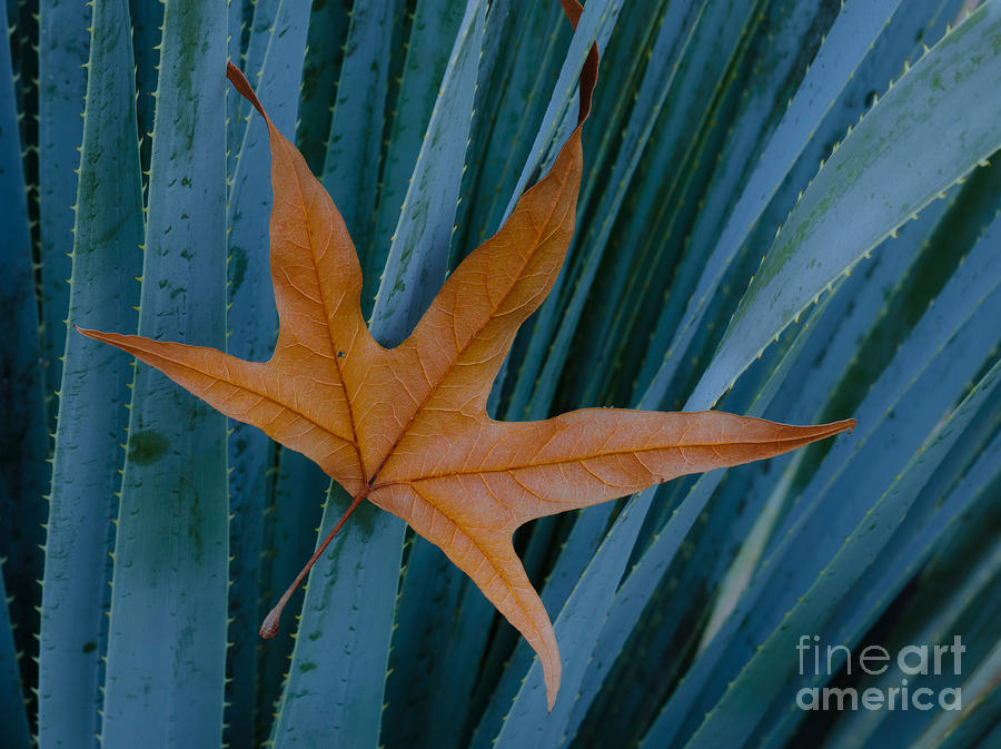 Sycamore Leaf And Sotol Plant #1 Photograph by John Shaw