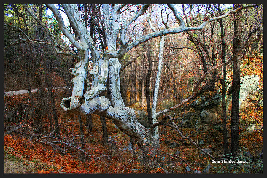 Sycamore Tree Ready For Winter #1 Photograph by Tom Janca