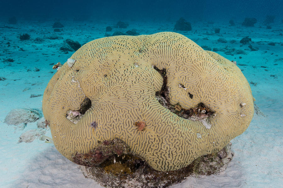 Symmetrical Brain Coral #1 Photograph by Andrew J. Martinez