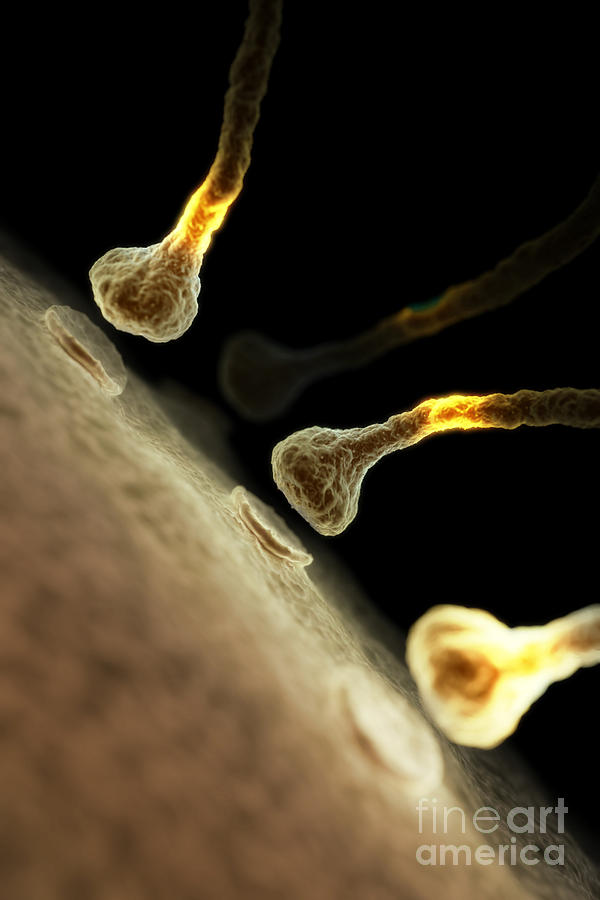 Synapses #6 Photograph by Science Picture Co