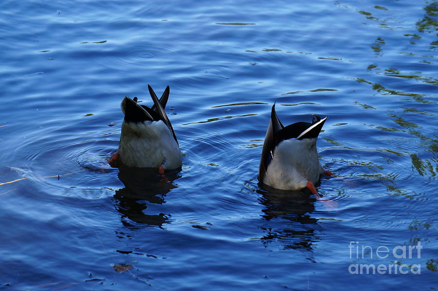 Duck Photograph - Synchronized swimming #1 by Zori Minkova