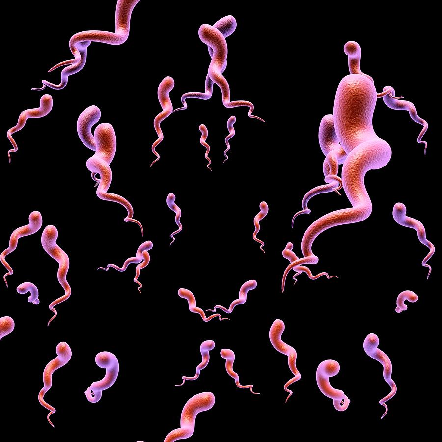 Syphilis Bacteria #1 Photograph by Pixologicstudio/science Photo Library