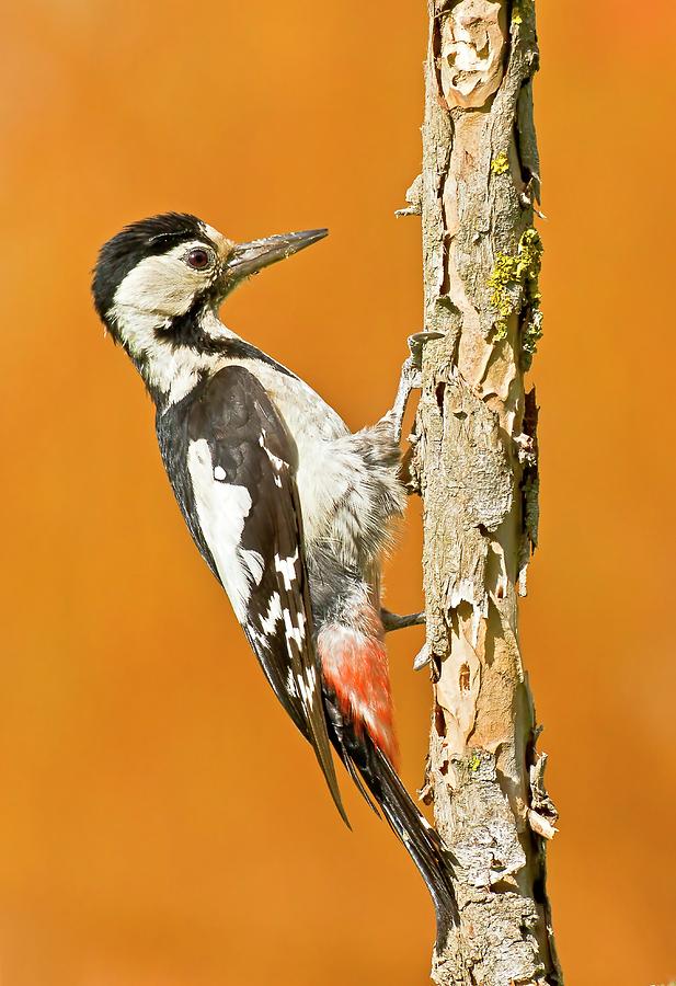 Syrian Woodpecker (dendrocopos Syriacus) Photograph by Photostock ...