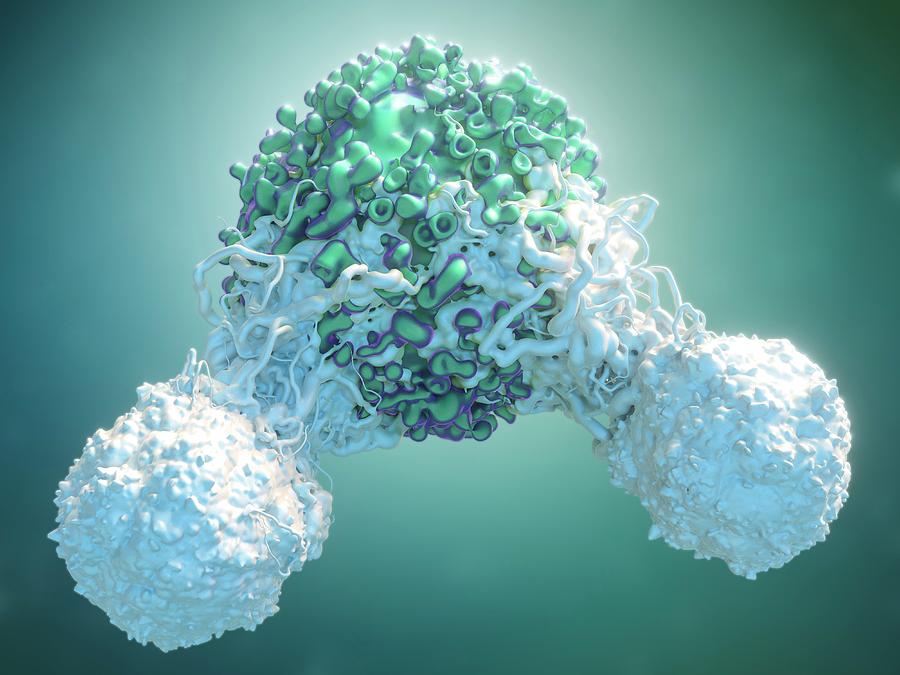 T Cells Attacking Cancer Cell #1 Photograph by Maurizio De Angelis