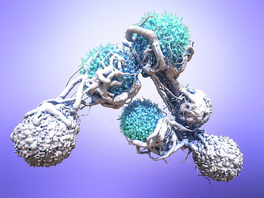 T Cells Attacking Cancer Cells #1 Photograph by Maurizio De Angelis