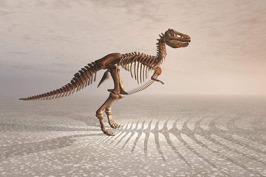 Dinosaur Digital Art - T. rex Dinosaur Skeleton #2 by Carol and Mike Werner