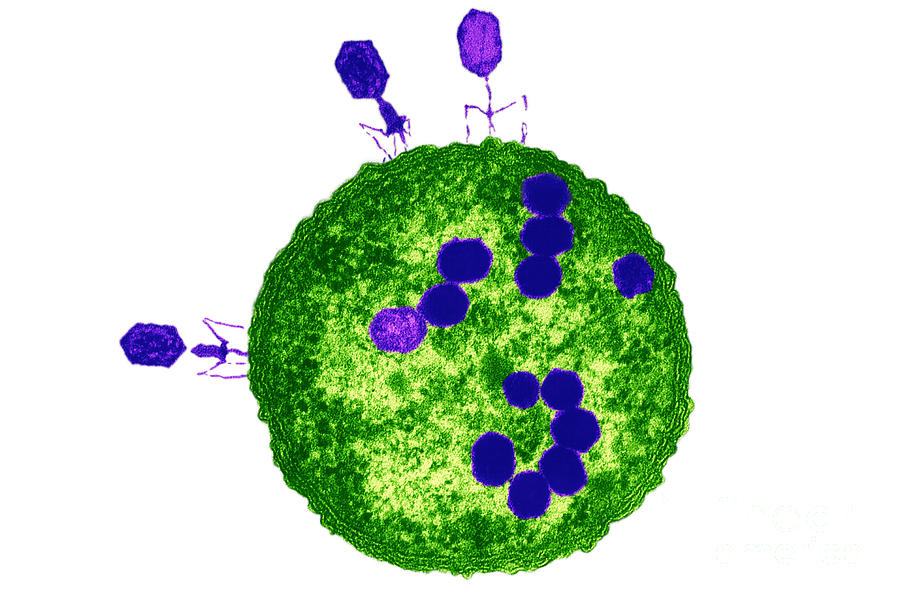 T2 Bacteriophage #1 Photograph by Lee D. Simon