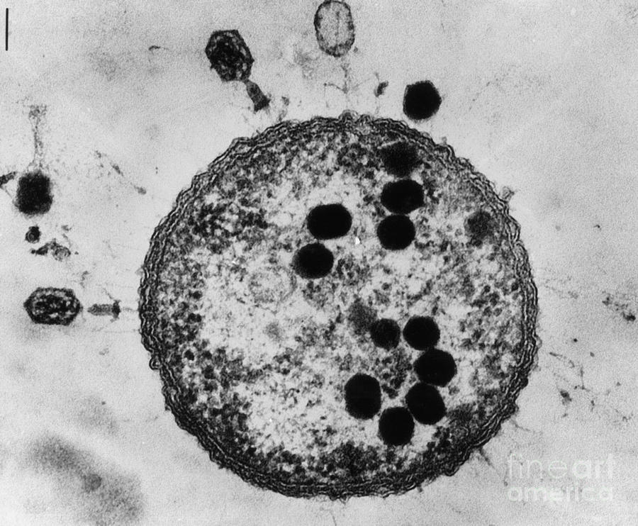 T2 Bacteriophages #1 Photograph by Lee D. Simon