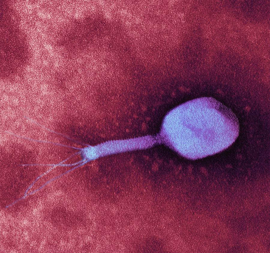 T4 Bacteriophage Virus #1 Photograph by Science Photo Library