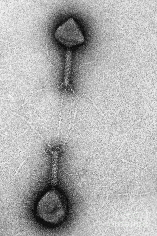 T4 Bacteriophages, Tem #1 Photograph by Lee D. Simon