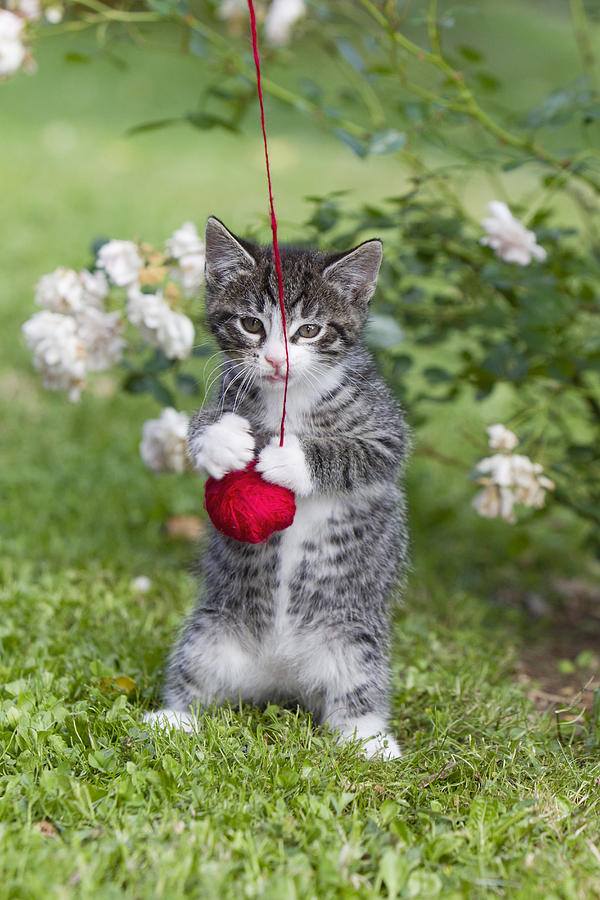 Tabby Kitten Playing With Ball Of Wool #1 Photograph by Duncan Usher