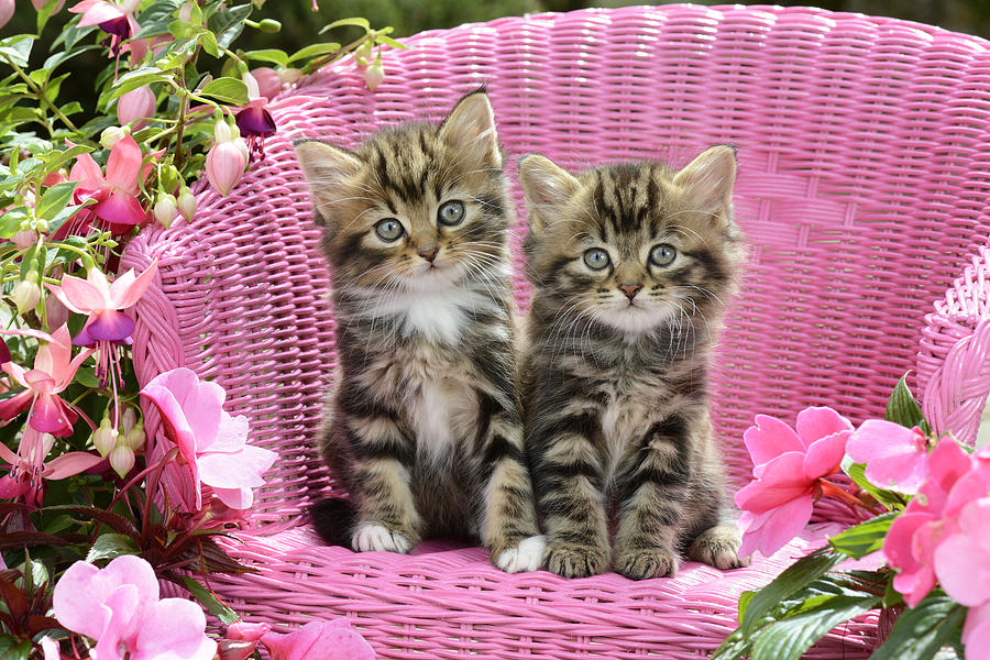 Cat Photograph - Tabby Kittens #1 by MGL Meiklejohn Graphics Licensing