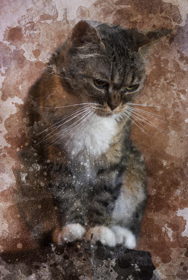 Cat Photograph - Tabby #1 by Ron Jones