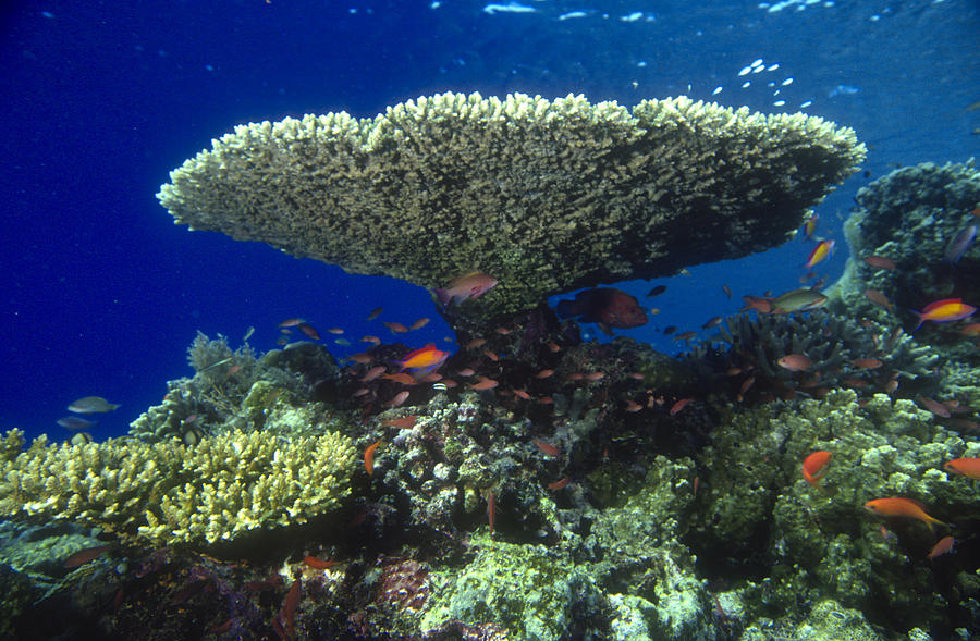 Table Coral #1 Photograph by Greg Ochocki