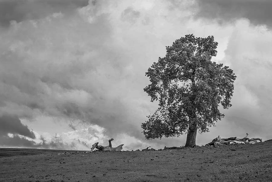 Table Mountain Oak Tree #1 Photograph by Richard Verkuyl