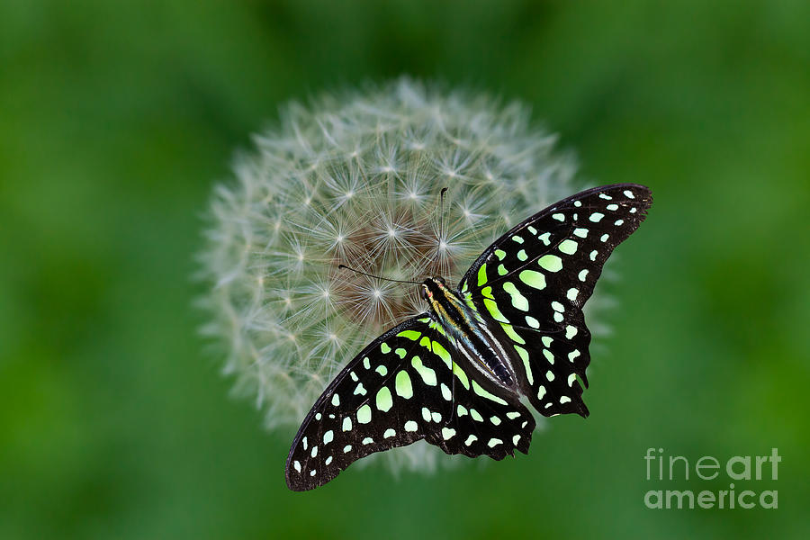 Butterfly Photograph - Tailed Jay Butterfly #1 by Bahadir Yeniceri