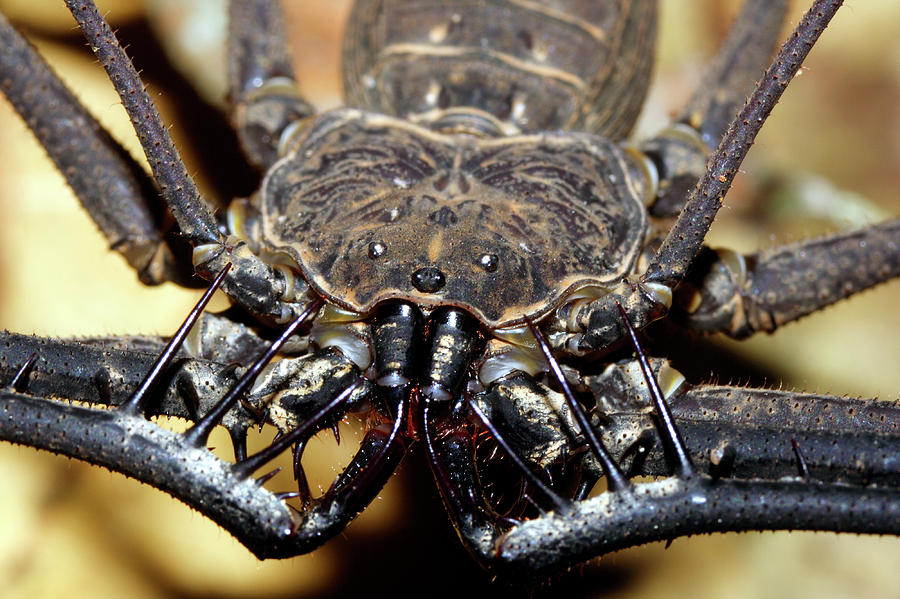 Tailless Whipscorpion Photograph by Dr Morley Read/science Photo Library