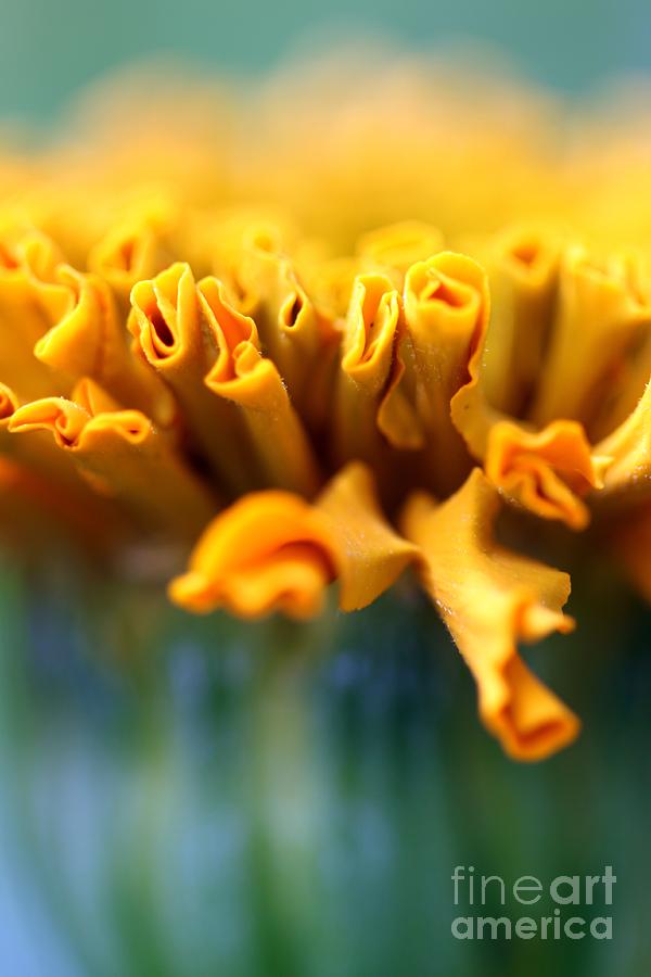 Taishan Orange Marigold #1 Photograph by Henrik Lehnerer