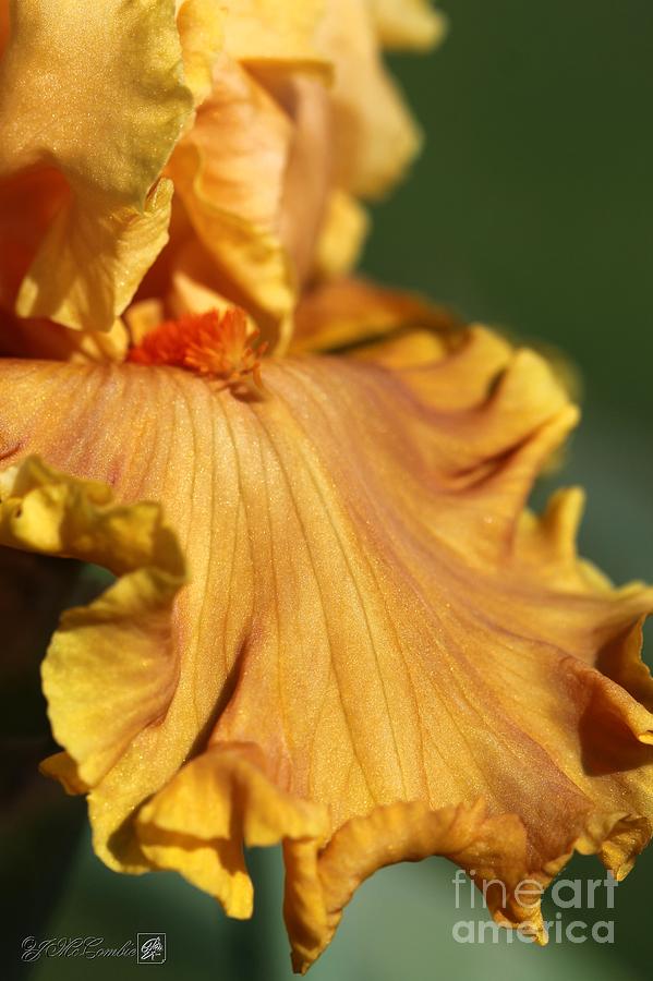 Tall Bearded Iris named Penny Lane #5 Photograph by J McCombie