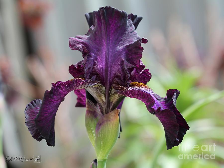 Tall Bearded Iris named Rosalie Figge #4 Photograph by J McCombie
