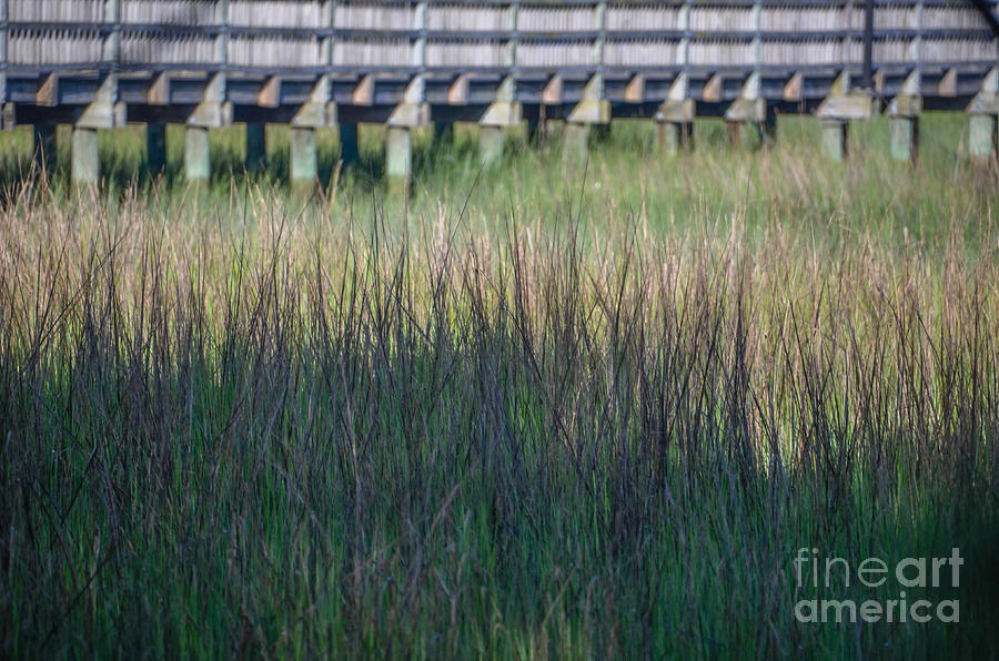 Lowcountry Tall Marsh Grass Photograph by Dale Powell