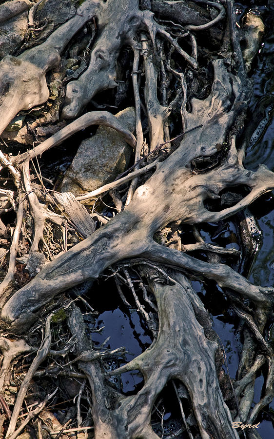 Phantom Caught in Tangled Roots Photograph by Christopher Byrd