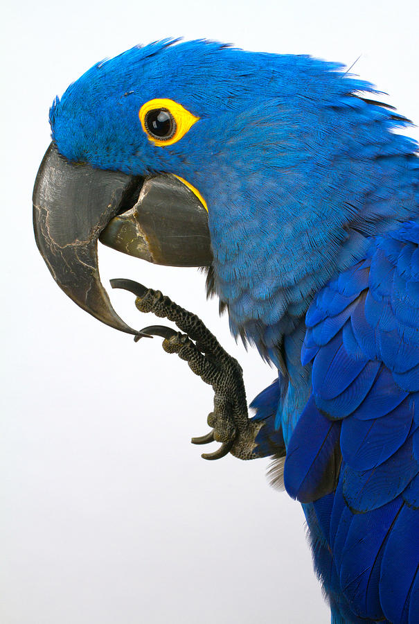 Macaw Photograph - Tango #1 by Don West