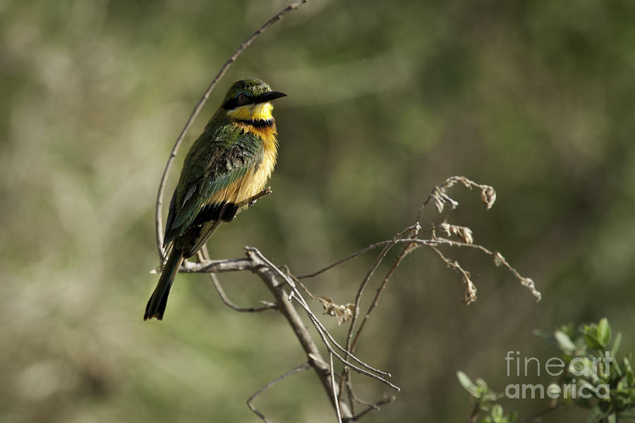 Tanzania Bird  #1 Photograph by Timothy Hacker