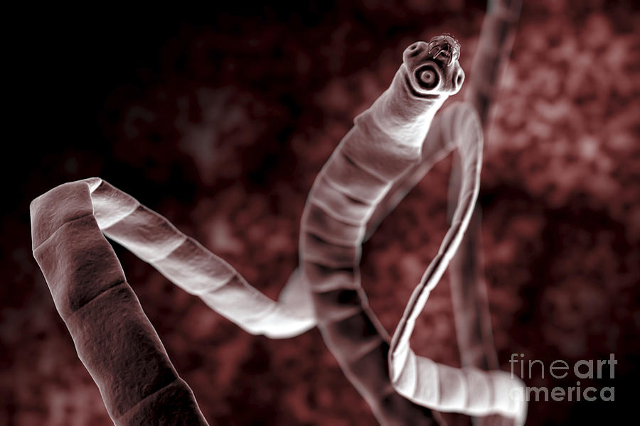Tapeworm Cestoda #1 Photograph by Science Picture Co