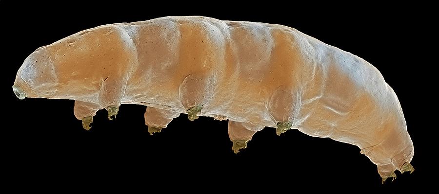 Tardigrade Photograph by Steve Gschmeissner/science Photo Library