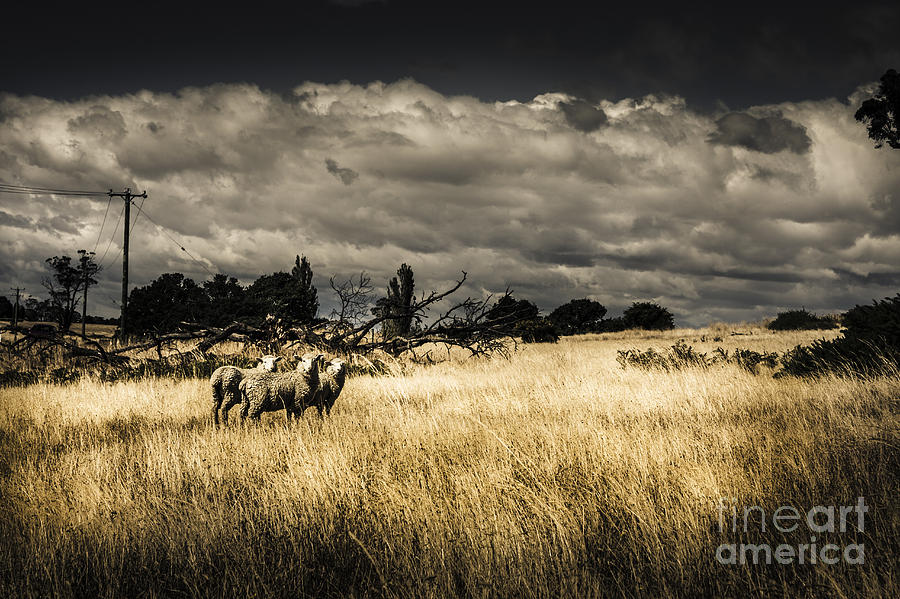Sheep Photograph - Tasmania landscape of an outback cattle station #1 by Jorgo Photography
