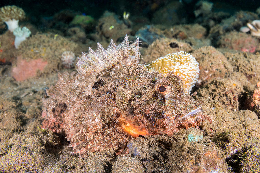 Tasseled Scorpionfish Camouflaging #1 Photograph by Andrew J. Martinez