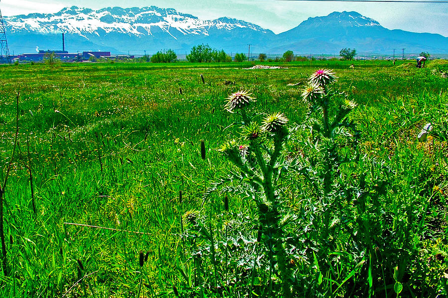 Taurus Mountains and Thistles-Turkey Photograph by Ruth Hager
