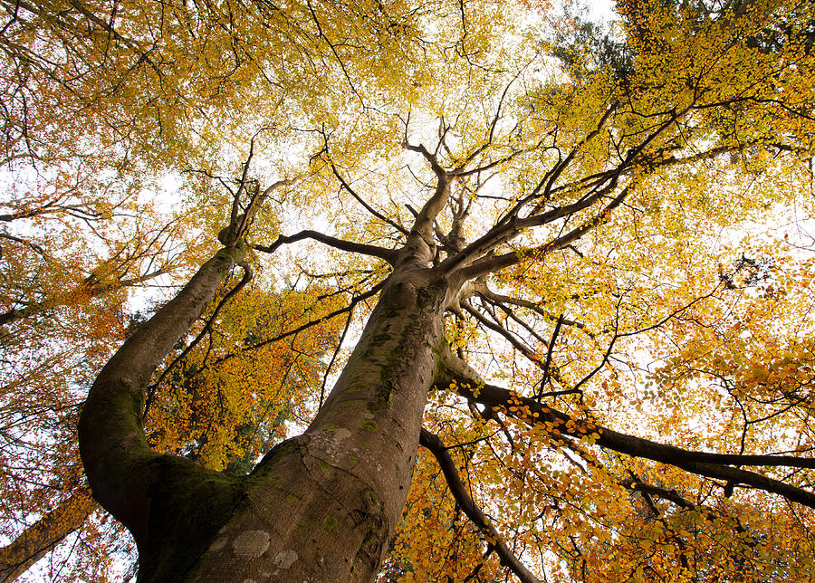 TAutumn Tree Canopies Photograph by Ollie Taylor - Fine Art America