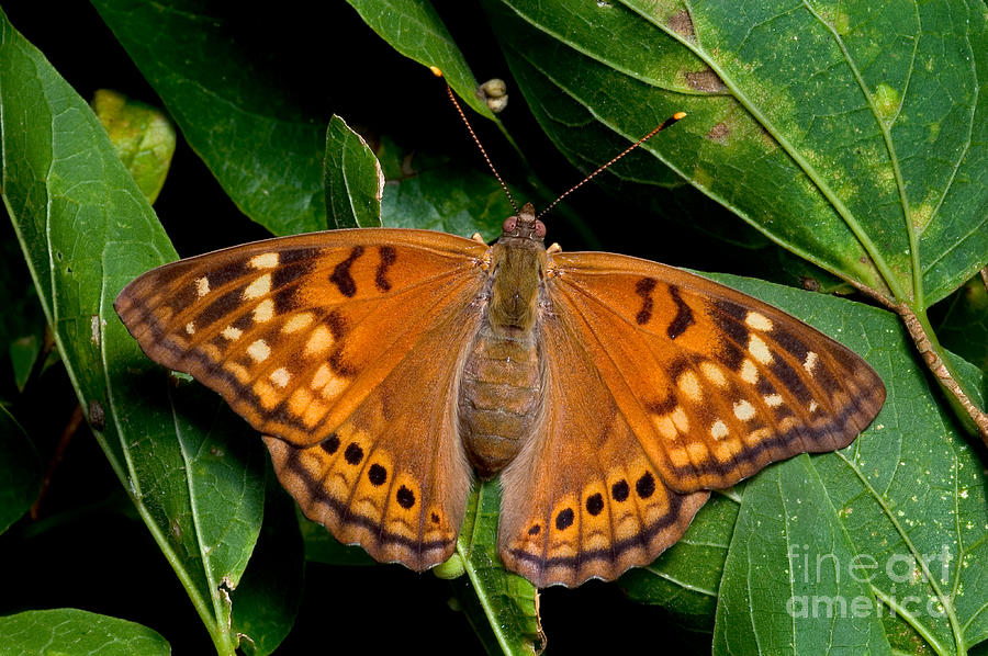 Tawny Emperor Butterfly #1 Photograph by Gregory G. Dimijian, M.D.