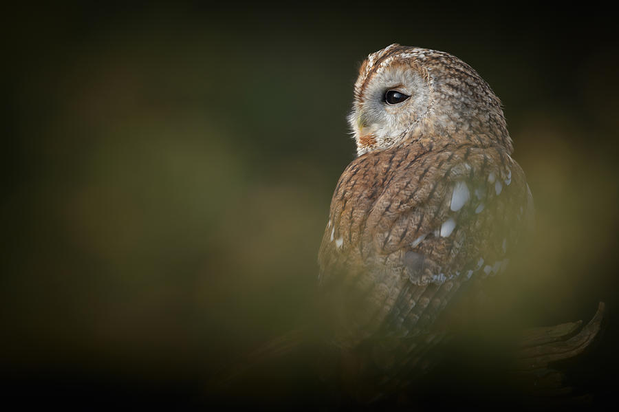 Tawny Owl #1 Photograph by Andy Astbury