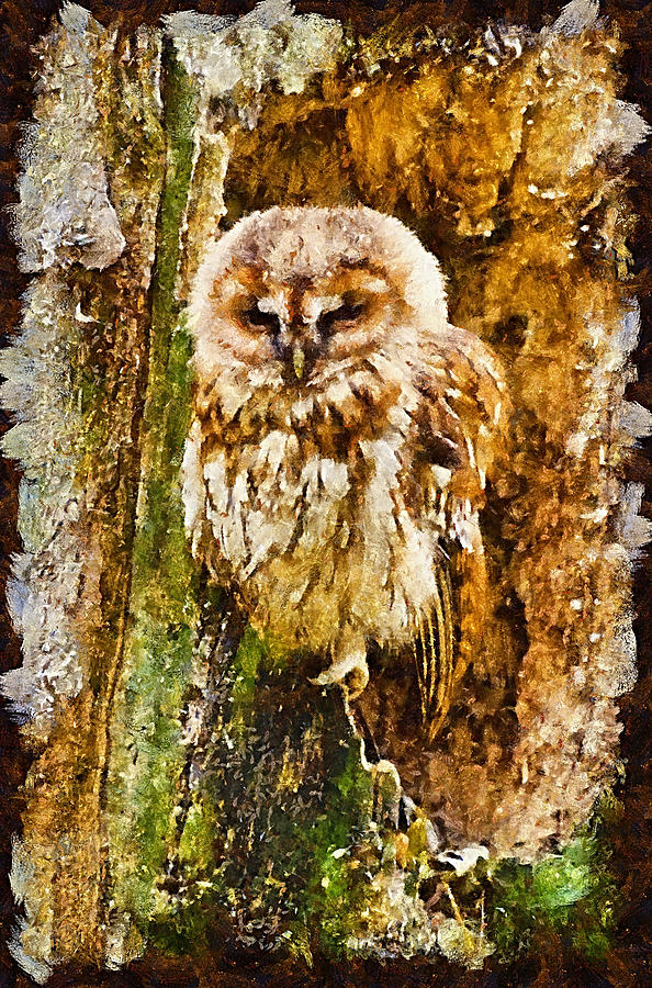 Feather Photograph - Tawny Owl #1 by Chris Thaxter