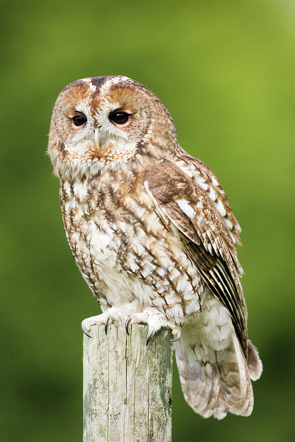 Tawny Owl #1 Photograph by John Devries/science Photo Library