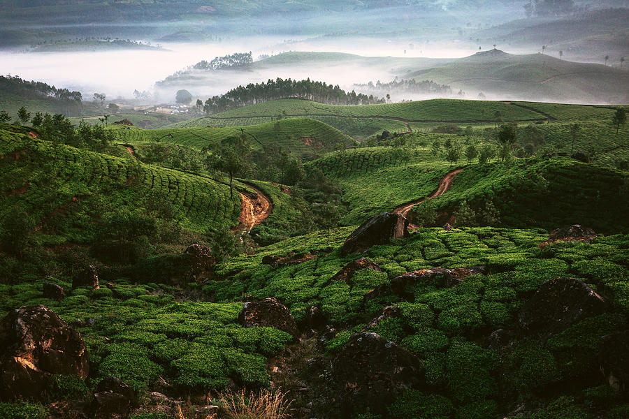 Tea plantation in India #1 Photograph by Oleh_Slobodeniuk
