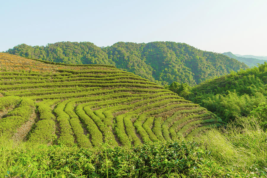 Tea Plantation #1 Photograph by Photography By Chen-kang Liu