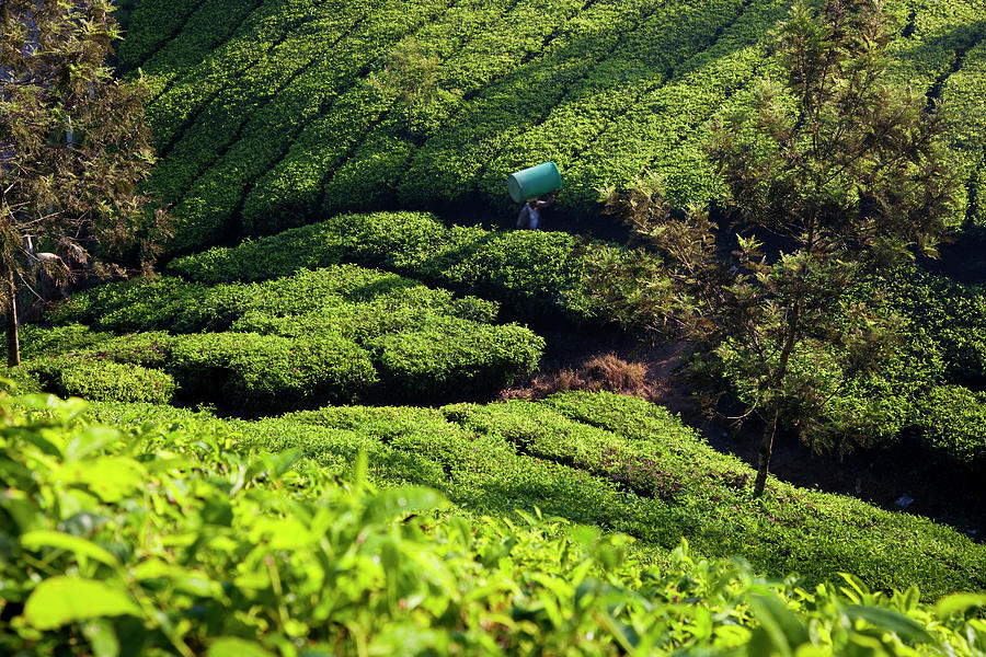 Tea Plantations, Munnar, Western Ghats Photograph By Peter Adams - Fine 