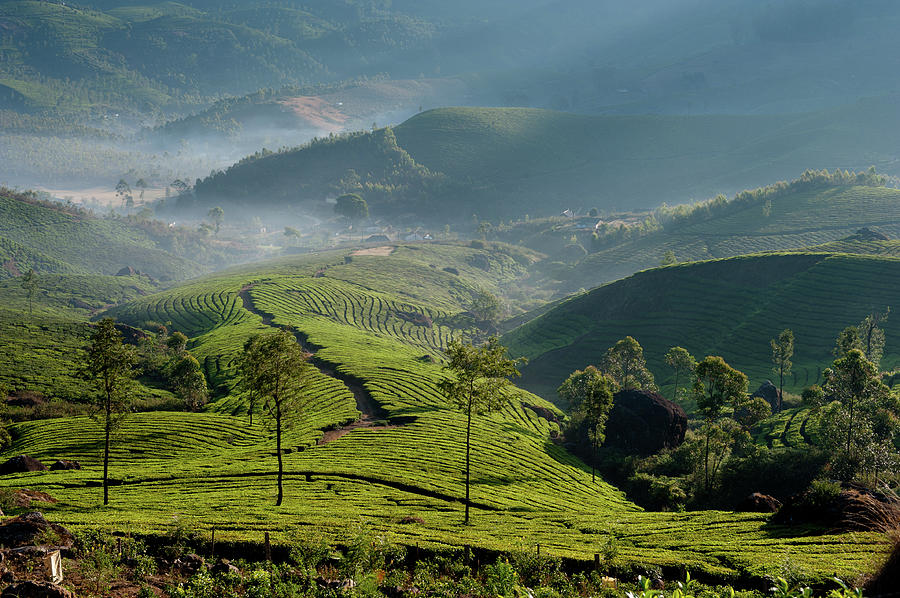 Tea Plantations Of Munnar #1 Photograph by Ania Blazejewska