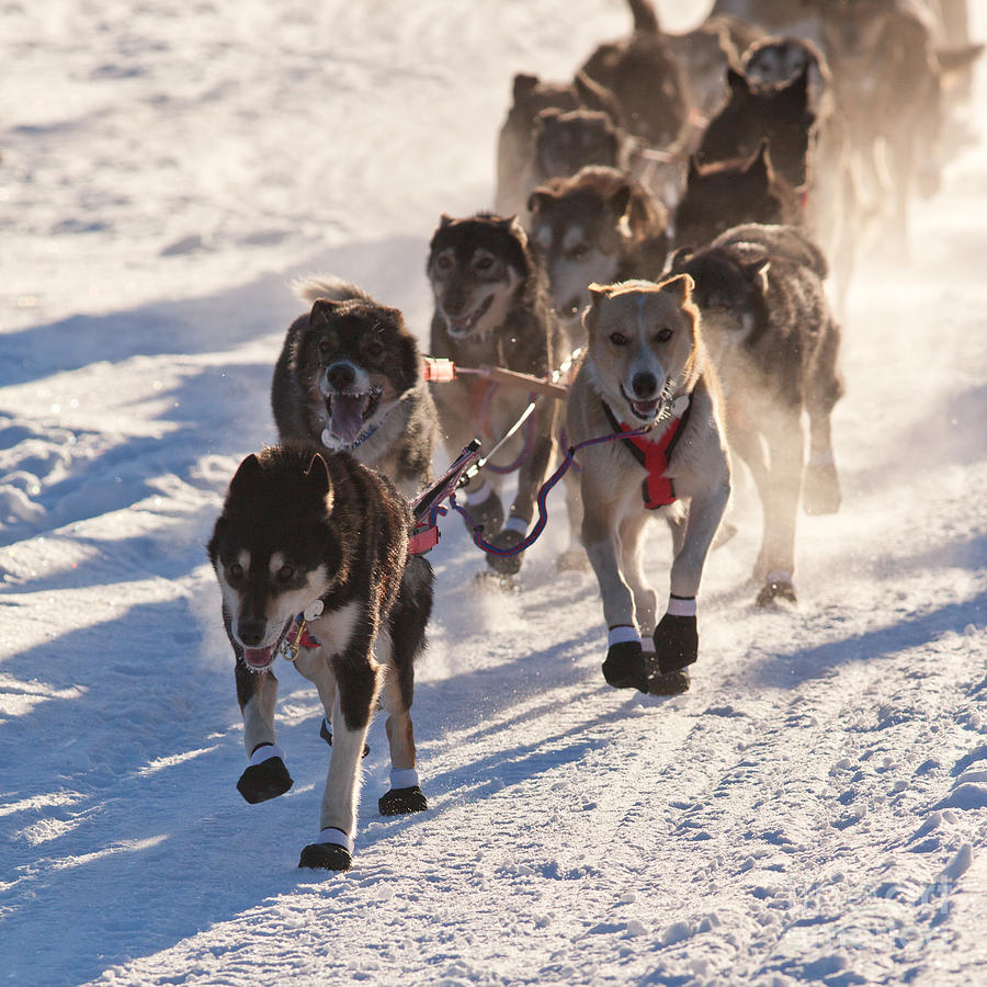 Siberian Husky sled dog pulling hard Jigsaw Puzzle by Stephan Pietzko -  Pixels