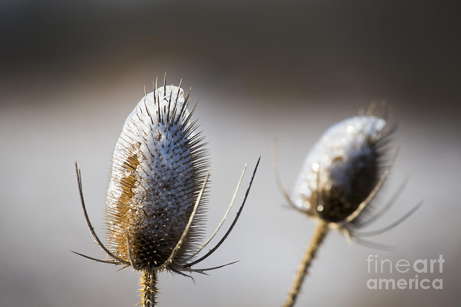 Teasel and Ice #1 Photograph by Jim West