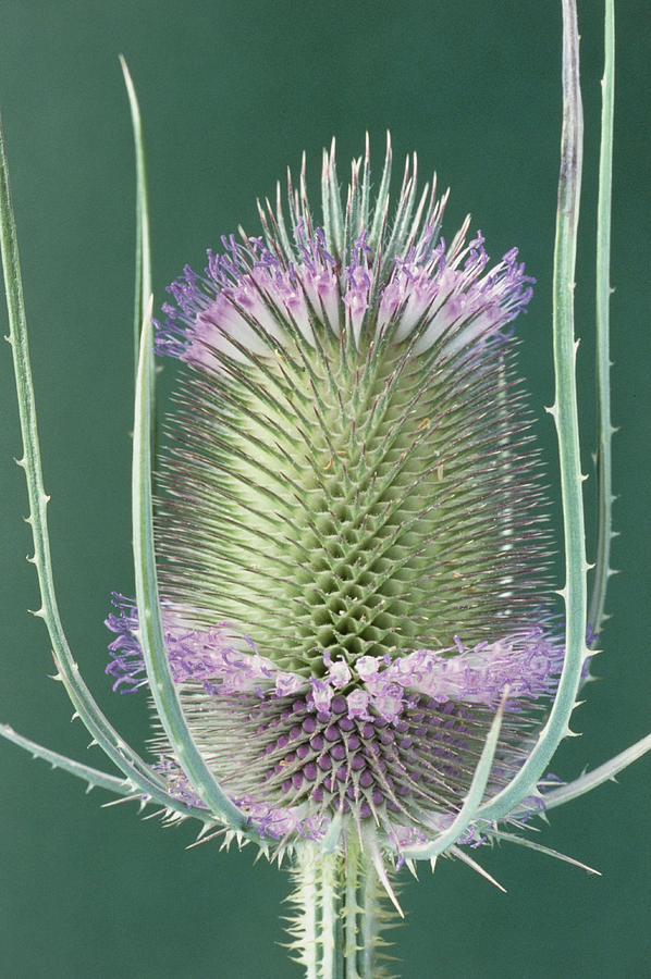 Teasel Flower #1 Photograph by Perennou Nuridsany