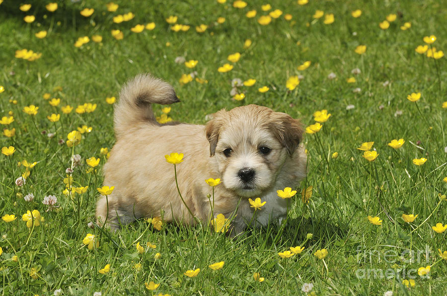 Teddy Bear Puppy Dog #4 Photograph by John Daniels